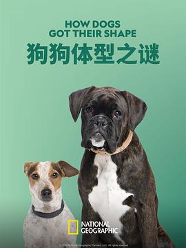 狗狗體型之謎